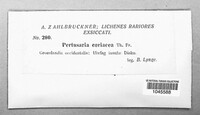 Pertusaria coriacea image